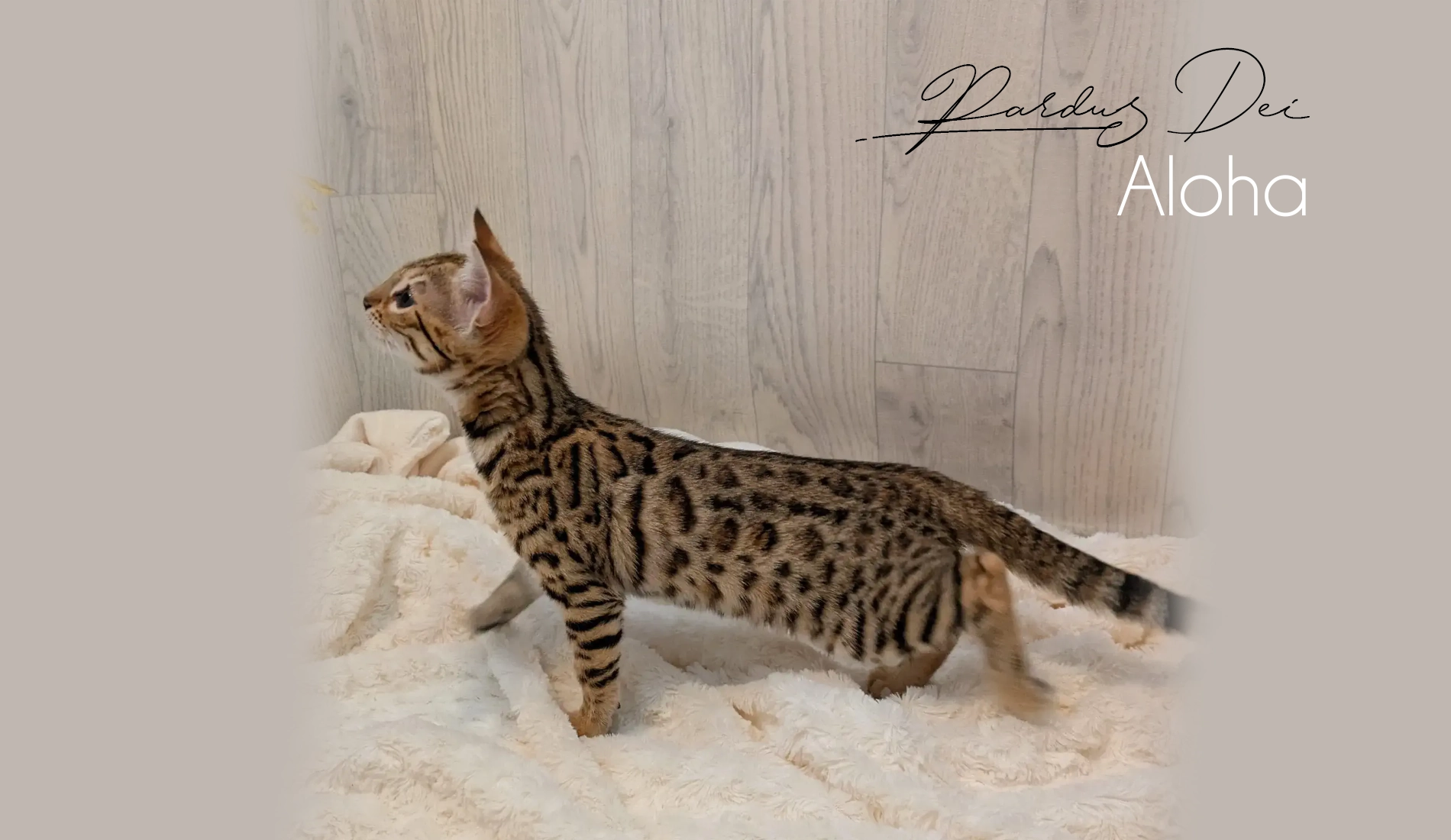 Chat Bengal